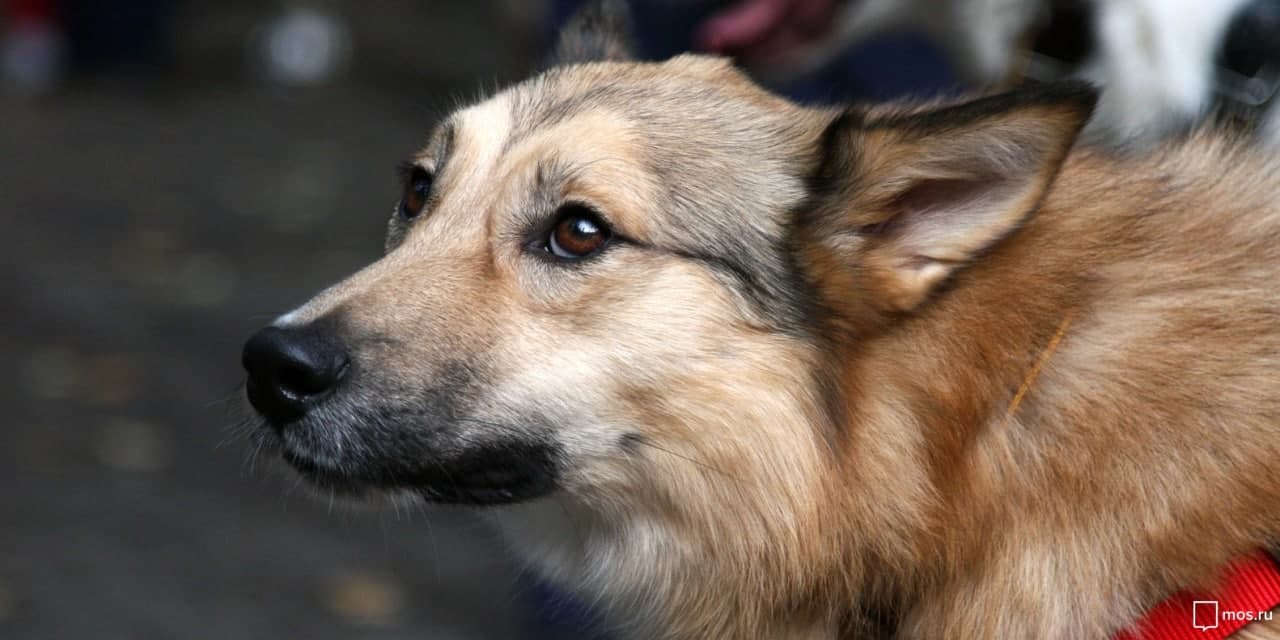 40 килограмм крупы передала молодежная палата Войковского района в приют для бездомных животным