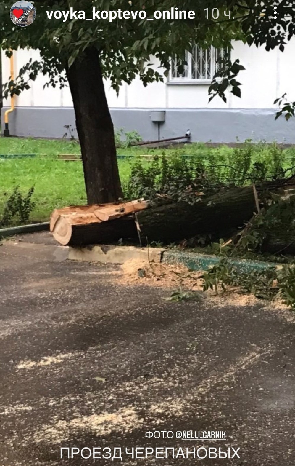 В проезде Черепановых сломалось дерево | 20.08.2021 | Москва - БезФормата