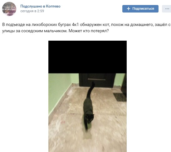 «Матроскин» из Коптева отправился на поиски хозяина